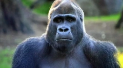 Зошто мајмун изгледа како личност?